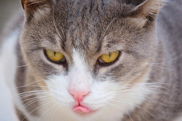 Choosing safe toys for your pet